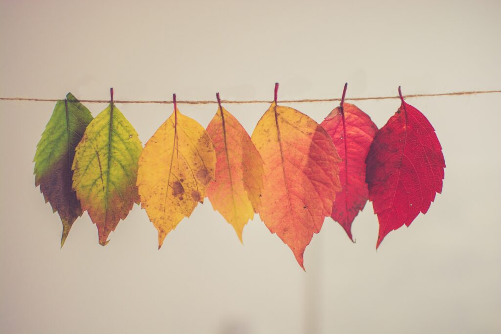 different colored fall leaves hanging on a string with a neutral background